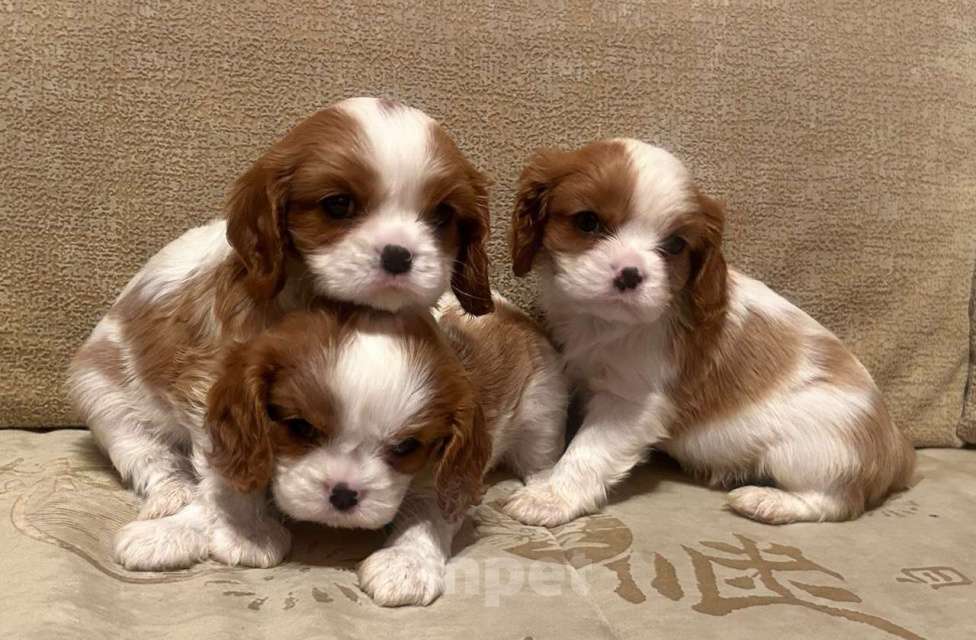 Собаки в Москве: Кавалер Кинг Чарльз спаниель 2 мес Мальчик, 90 000 руб. - фото 3