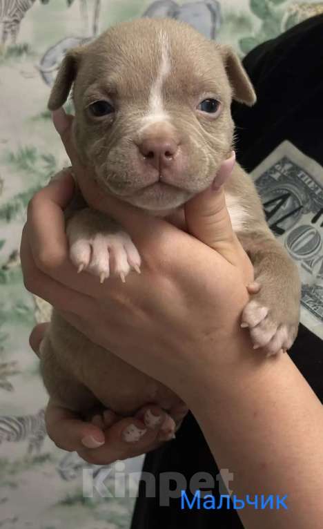 Собаки в Москве: Щенки американского булли в типе покет Разнополые, 70 000 руб. - фото 5