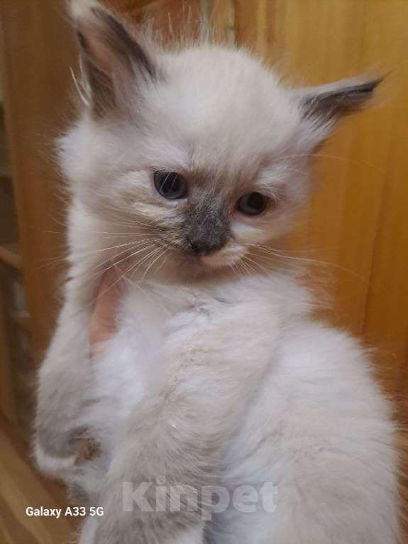 Кошки в Сергиеве Посаде: чудо-кошечка Девочка, Бесплатно - фото 3