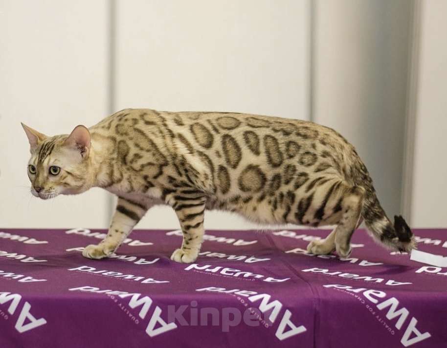 Кошки в Самаре: Бенгальский кот  Мальчик, 50 000 руб. - фото 5