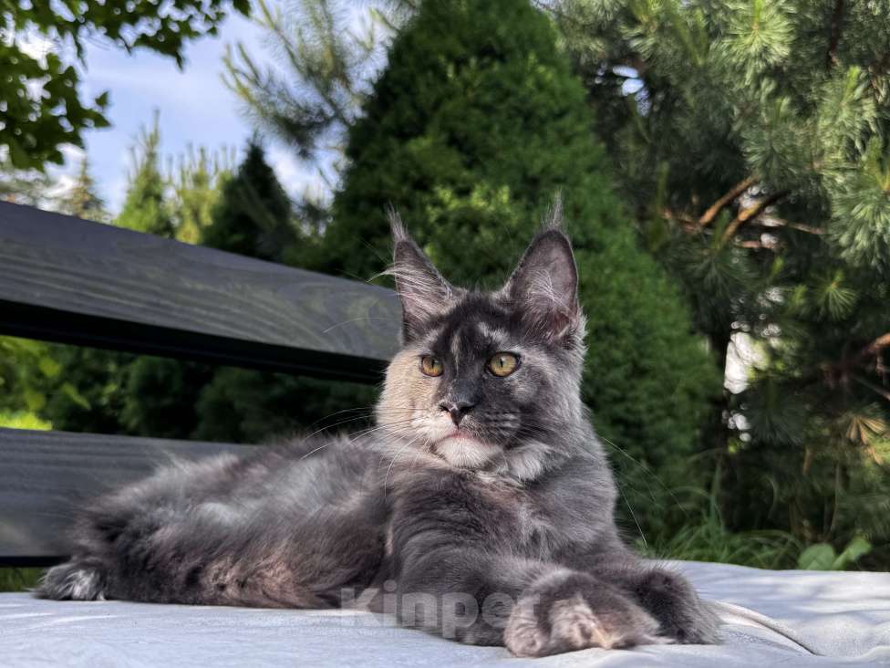 Кошки в Москве: Девочка Мейн Кун Veyron Origami Девочка, 150 000 руб. - фото 2