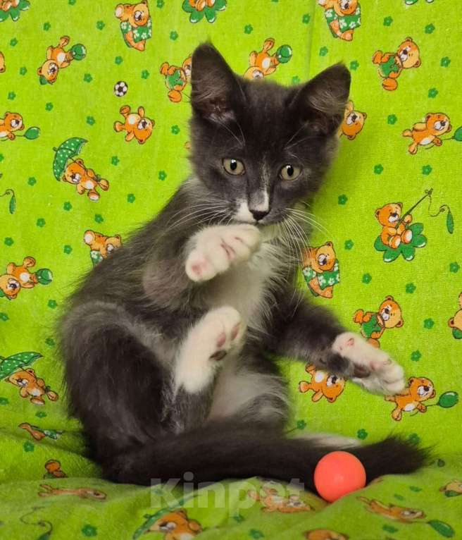 Кошки в Санкт-Петербурге: Ищет дом Тишенька Мальчик, Бесплатно - фото 3