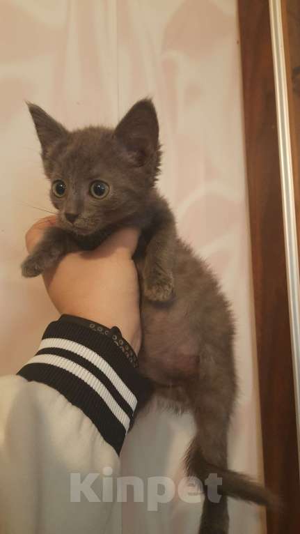 Кошки в Воронеже: Отдам котёнка в добрые руки Девочка, Бесплатно - фото 2