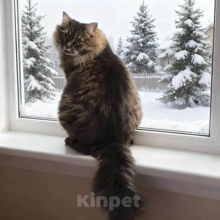 Кошки в Москве: Ручная кошечка Анфиса ищет надёжную семью Девочка, Бесплатно - фото 2