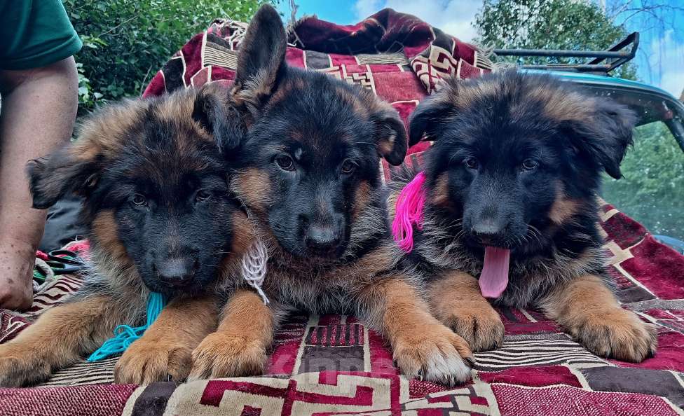 Собаки в Кинешме: Щенки немецкой овчарки( девочки)  Девочка, 13 000 руб. - фото 2