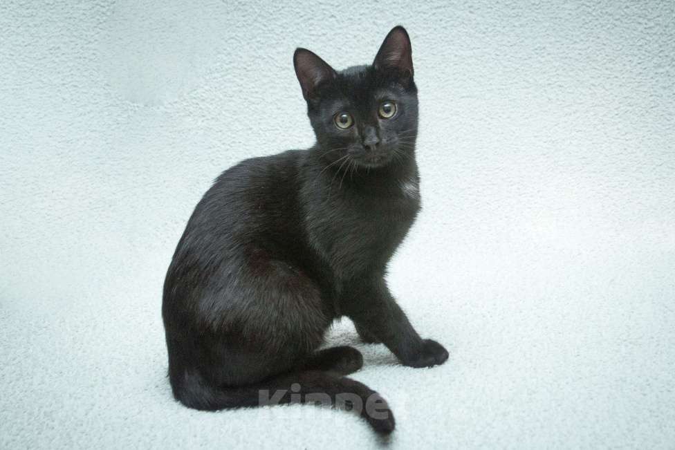 Кошки в Москве: Ищет свою семью малыш Уголек!  Мальчик, Бесплатно - фото 6