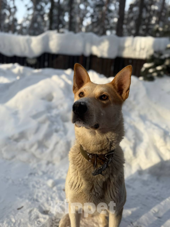 Собаки в других городах Московской области: Кекс в поисках дома Мальчик, Бесплатно - фото 1