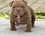 Собаки в Москве: Щенок Американский Булли Девочка, 150 руб. - фото 1