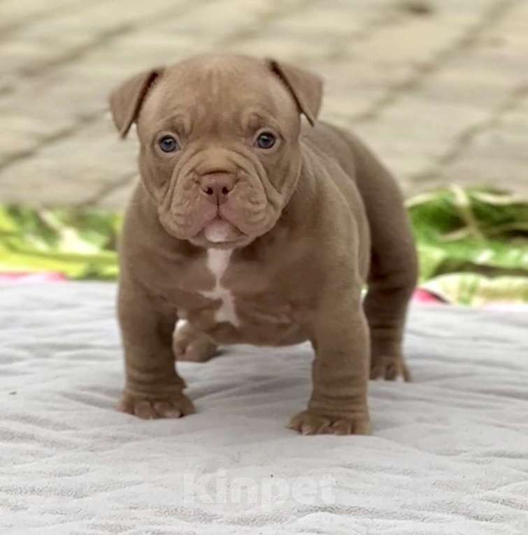 Собаки в Москве: Щенок Американский Булли Девочка, 150 руб. - фото 1