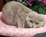Кошки в Ульяновске: Британская короткошерстная кошка Девочка, 55 000 руб. - фото 2