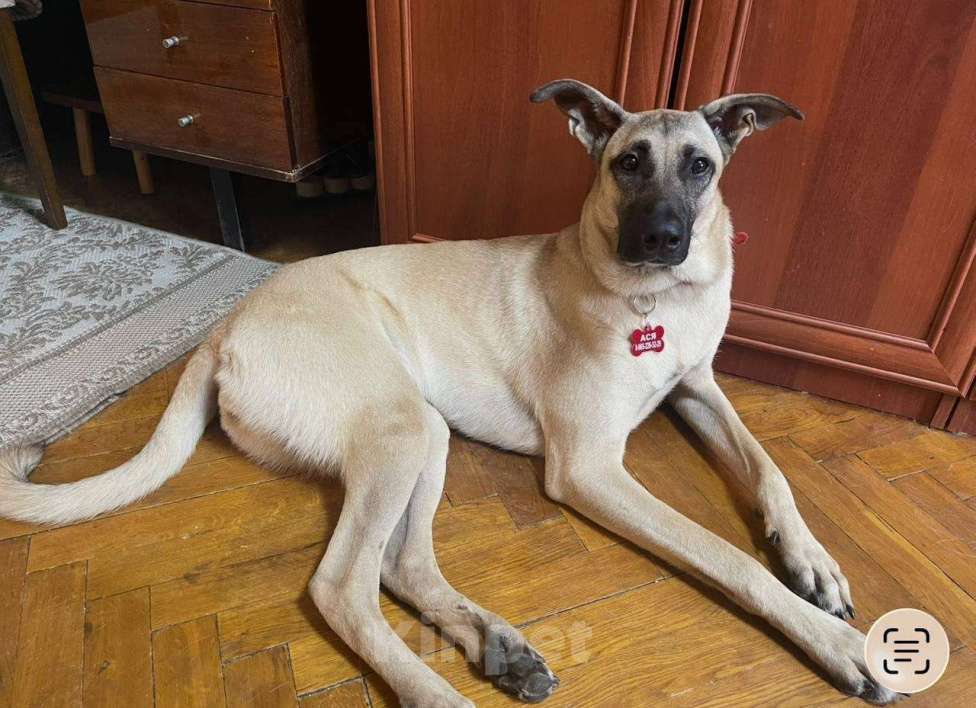 Собаки в Красногорске: Добрая девочка ищет дом Девочка, Бесплатно - фото 1