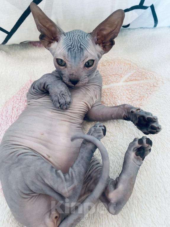 Кошки в Корсаке: Продам котят донской сфинск Мальчик, 25 000 руб. - фото 2