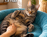 Кошки в Москве: Маленький ласковый тигренок Мальчик, Бесплатно - фото 7
