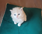 Кошки в Москве: Сибирские котята Мальчик, Бесплатно - фото 2