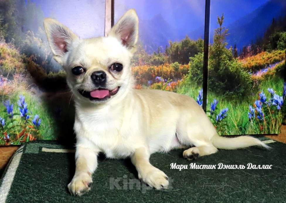 Собаки в Санкт-Петербурге: Большой выбор щенков чихуахуа из питомника РКФ Мальчик, Бесплатно - фото 2