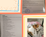 Кошки в Хотьково: (✿Особенная кошечка в добрые руки ✿) Девочка, Бесплатно - фото 6