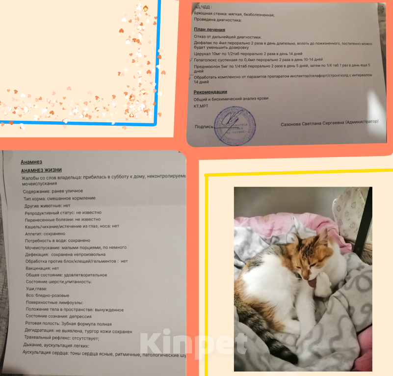 Кошки в Хотьково: (✿Особенная кошечка в добрые руки ✿) Девочка, Бесплатно - фото 6