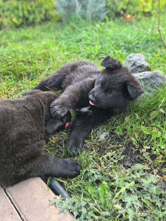 Собаки в Орле: Щенки немецкой овчарки Мальчик, 50 000 руб. - фото 4