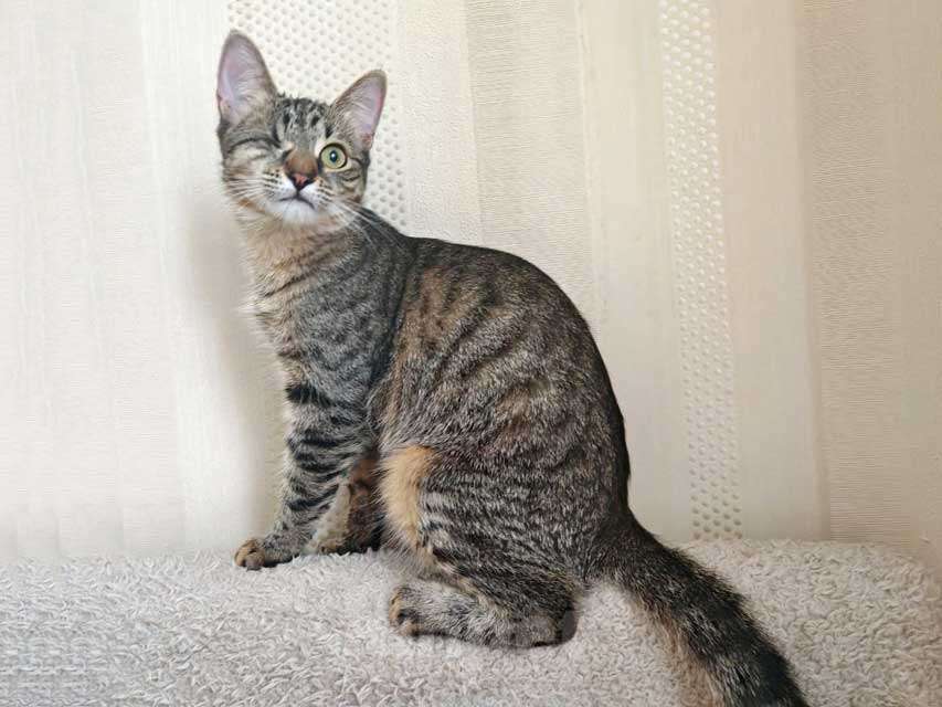 Кошки в Москве: Минитигренок Лора, ласковая кошечка-подросток ищет дом Девочка, Бесплатно - фото 5