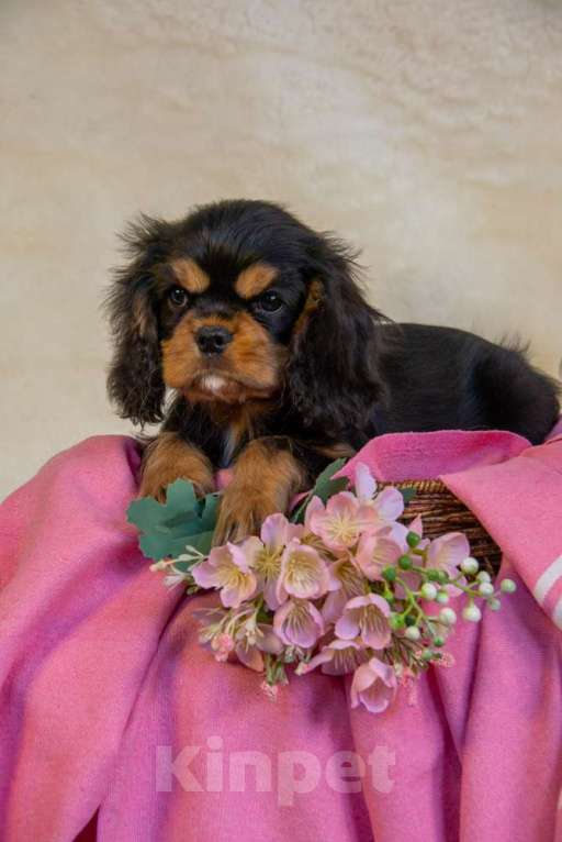 Собаки в Электростали: Мальчики кавалер кинг чарльз спаниеля🐾 **Щенки кавалер-кинг-чарльз-спаниеля (чёрно-подпалые, мальчи Мальчик, 90 000 руб. - фото 1