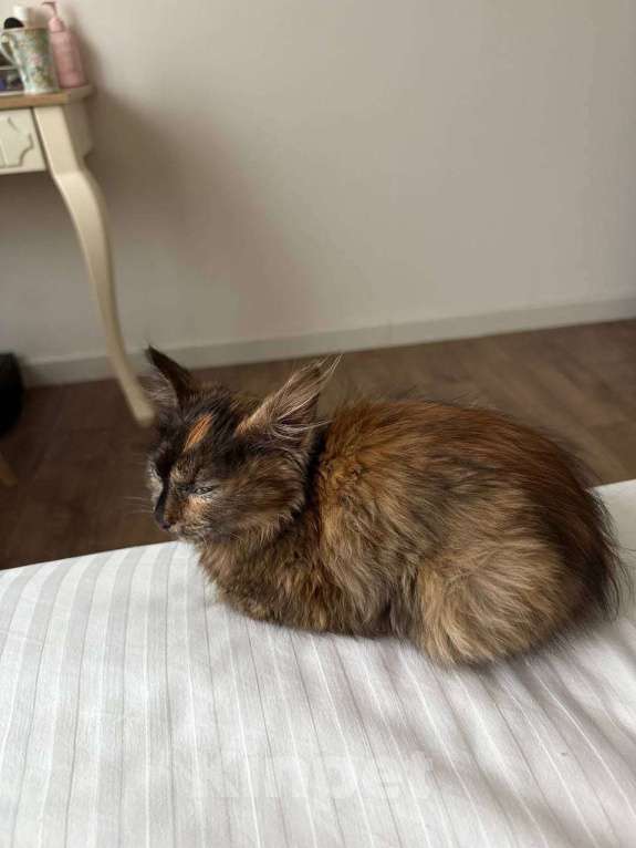 Кошки в Москве: котенок Лапа ищет дом Девочка, Бесплатно - фото 3