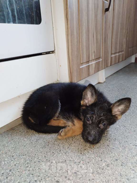 Собаки в других городах Калужской области: Щенок немецкой овчарки мальчик Мальчик, 40 000 руб. - фото 4