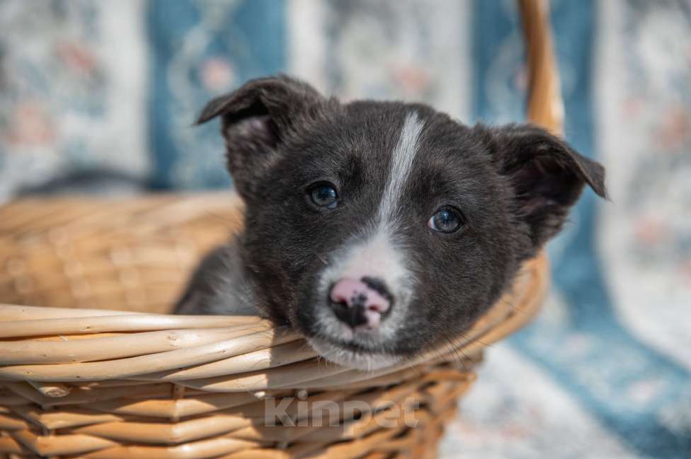Собаки в Москве: Щенок 2х месяцев Бентли в добрые руки Мальчик, Бесплатно - фото 1