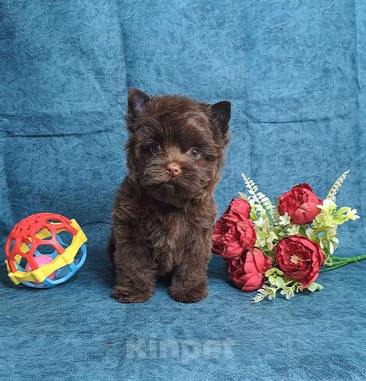 Собаки в Санкт-Петербурге: Шоколадный йорк девочка без подпала Девочка, 120 000 руб. - фото 9