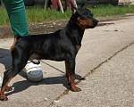 Собаки в Севастополе: Вязка,привозной выставочный кобель цвергпинчер,РКФ Мальчик, 3 000 руб. - фото 5