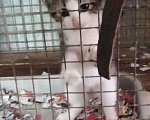 Кошки в Арзамасе: Бесплатно, Бесплатно - фото 2