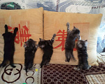 Кошки в Собинке: Бриташки, 2 000 руб. - фото 1