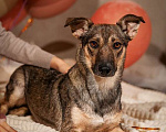 Собаки в Москве: Коротколапик Тэджи (10 кг) ищет дом Девочка, Бесплатно - фото 3