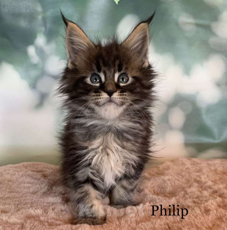 Кошки в других городах Ленинградской области: Котята мейн кун из питомника Nord-Westland Мальчик, 40 000 руб. - фото 1