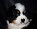 Собаки в других городах Московской области: Бернский зенненхунд Девочка, 70 000 руб. - фото 6