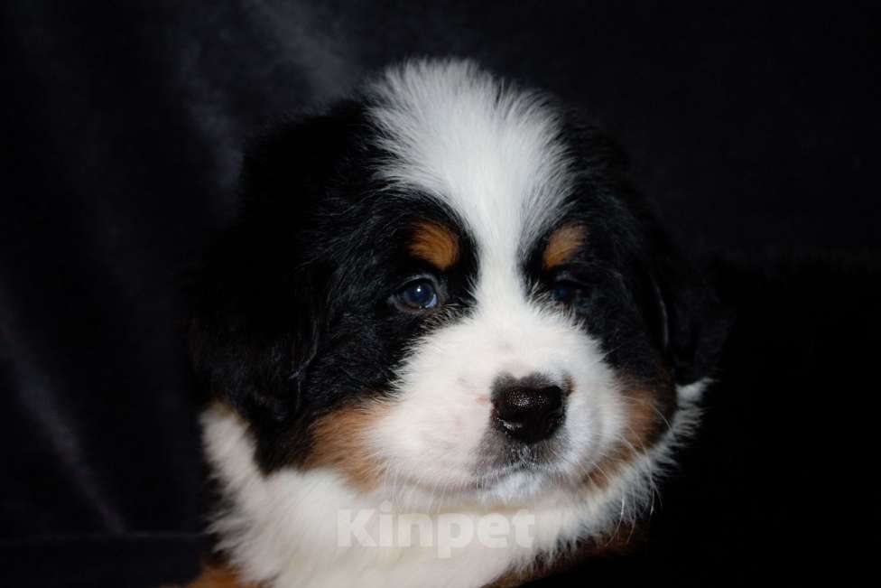 Собаки в других городах Московской области: Бернский зенненхунд Девочка, 70 000 руб. - фото 6