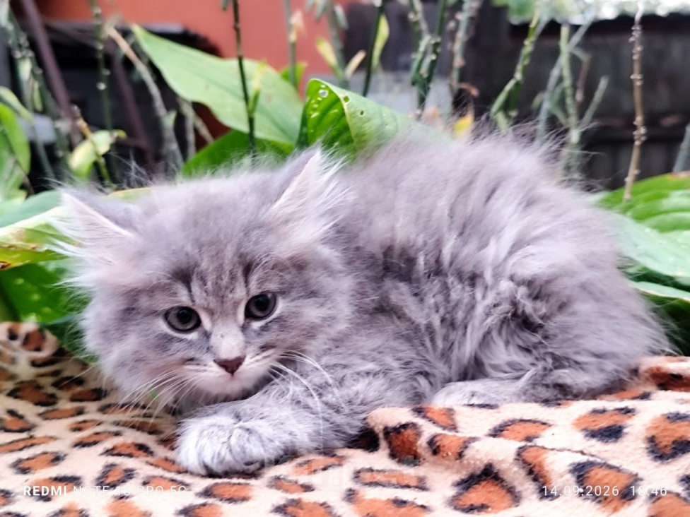 Кошки в Москве: Кошечка Варенька, 2 месяца, от домашней Сибирской кошки. Здоровье и отличная генетика. Девочка, 7 000 руб. - фото 2