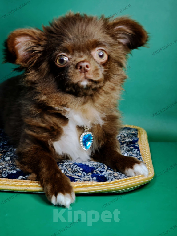 Собаки в Москве: Шоколадный мальчик Мальчик, Бесплатно - фото 1