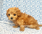 Собаки в Москве: мальтипу мальчик F1 мини Мальчик, 90 000 руб. - фото 4