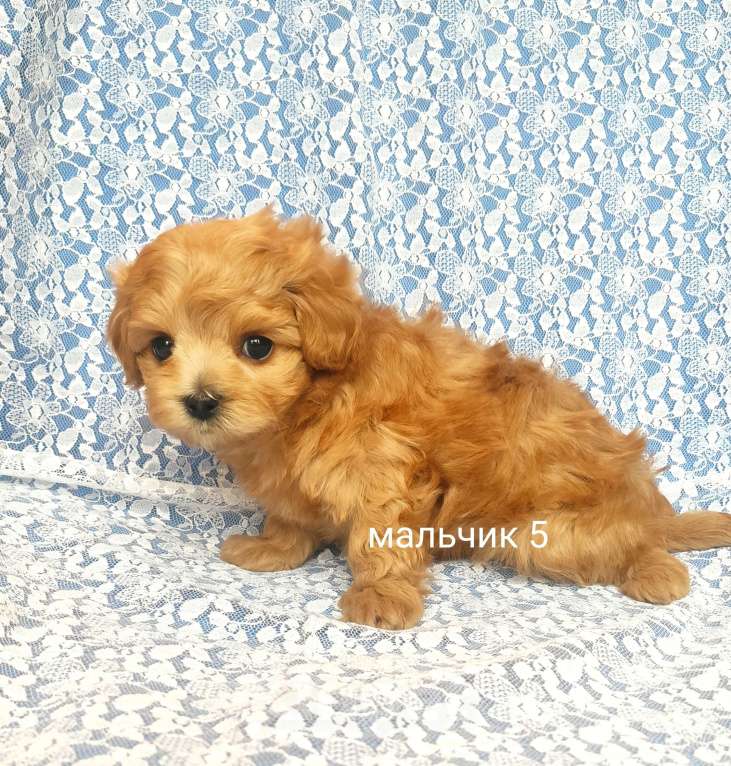 Собаки в Москве: мальтипу мальчик F1 мини Мальчик, 90 000 руб. - фото 4