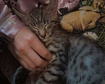 Кошки в Челябинске: Котенок мальчик в добрые руки (срочно) Мальчик, Бесплатно - фото 2