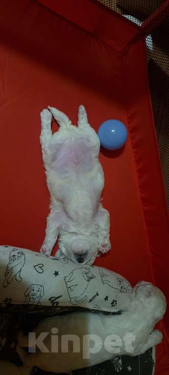 Собаки в Москве: Щенок Бишон фризе Мальчик, 50 000 руб. - фото 4