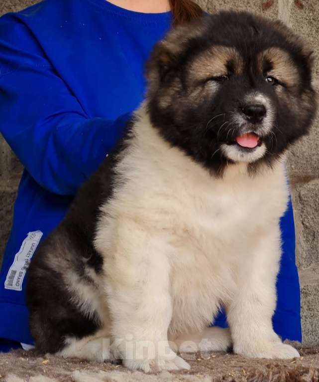 Собаки в Новосибирске: Великолепные, породные щенки кавказской овчарки для племенной и выставочной карьеры. Привиты. Девочка, Бесплатно - фото 7