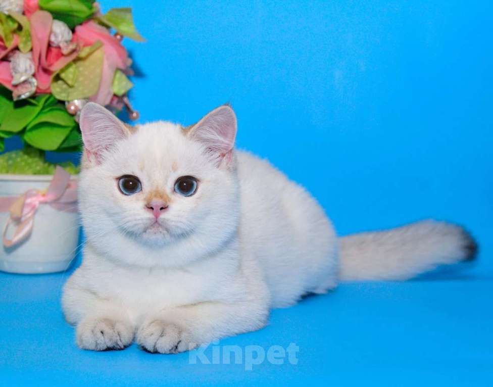 Кошки в Рыбинске: Британский голубоглазый мальчик 5 мес ny1133 Мальчик, 20 000 руб. - фото 4