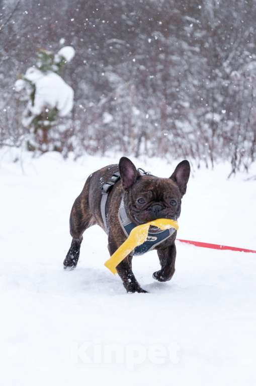 Собаки в Ногинске: Пряня ищет дом Мальчик, Бесплатно - фото 6