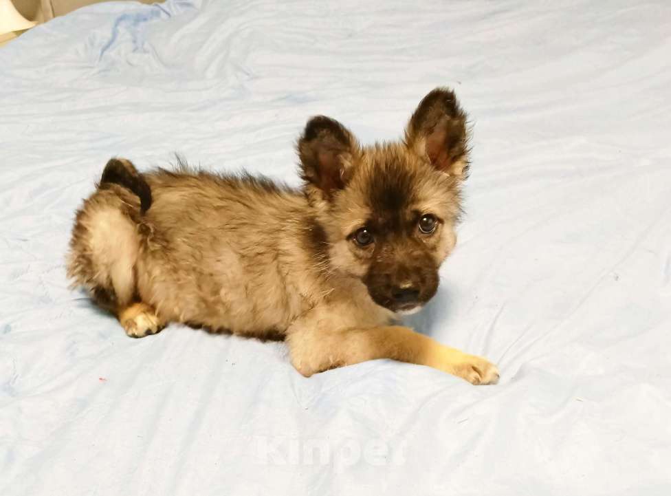 Собаки в Королеве: Срочно щенок в добрые руки Девочка, Бесплатно - фото 3