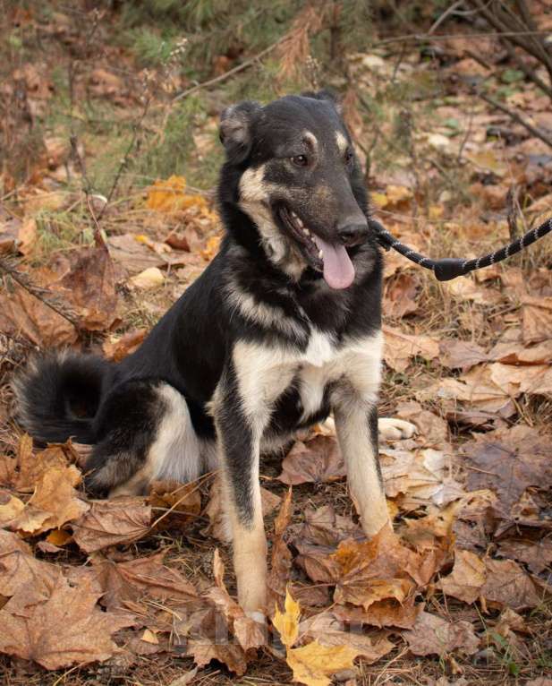 Собаки в Раменском: Хорошей девочке -хорошие руки Девочка, Бесплатно - фото 9