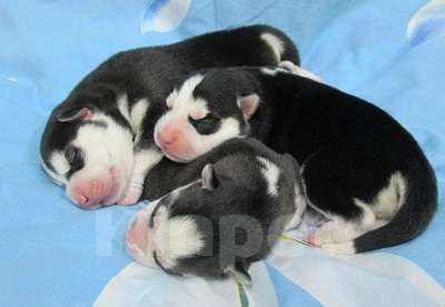 Собаки в Александрове: Хаски Щенки Разных окрасов Разнополые, Бесплатно - фото 1