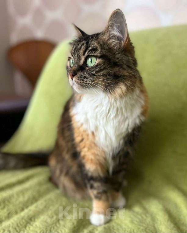 Кошки в Москве: Василисе 8 лет — таких обычно не хотят укотовлять... Но вдруг случится чудо?  Девочка, Бесплатно - фото 2