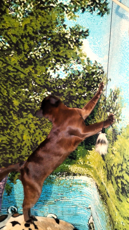 Кошки в Балашихе: Вязка с Бурманским котом 2года Мальчик, Бесплатно - фото 3