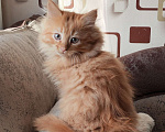 Кошки в Санкт-Петербурге: Сибирская рыжая кошечка Девочка, 50 000 руб. - фото 2